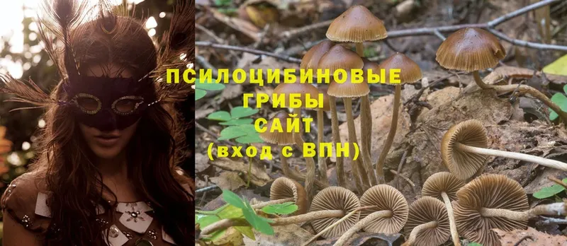 Псилоцибиновые грибы Cubensis  Камышлов 